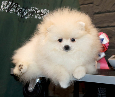 Валентра стар