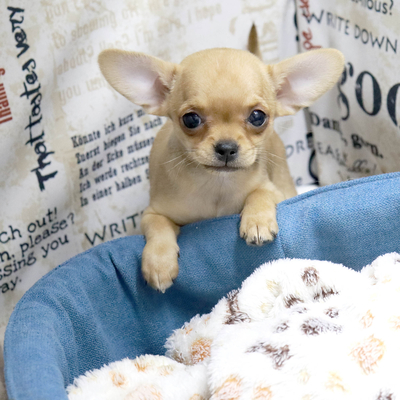 Валентра стар