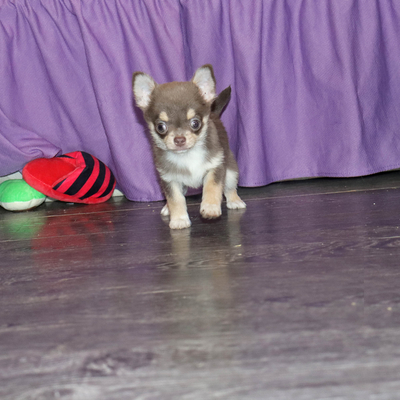 Валентра стар