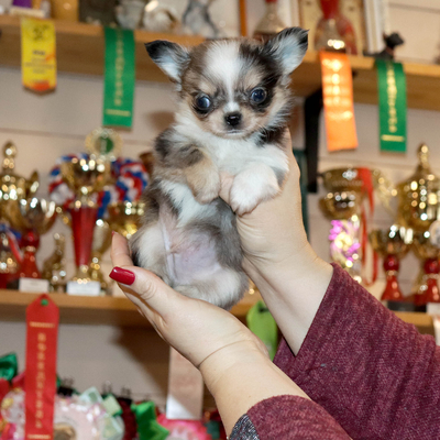 Валентра стар