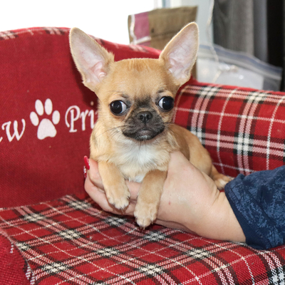 Продается Купить Чихуа в Москве