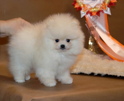 Валентра стар