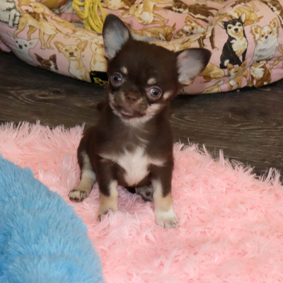 Валентра стар