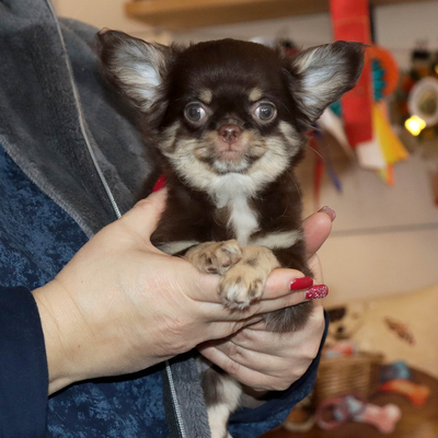 Продается Шоколадная чихуа