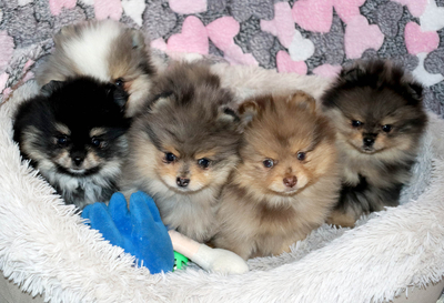 Валентра стар