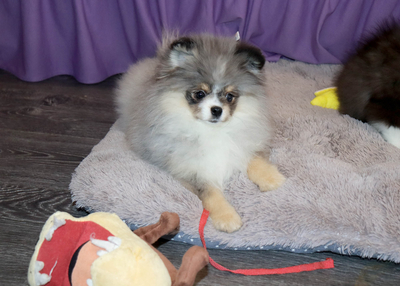 Валентра стар