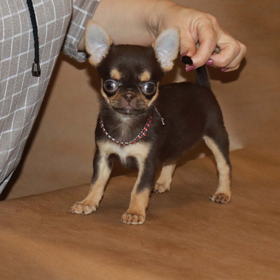 Продается Шоколадная чихуахуа