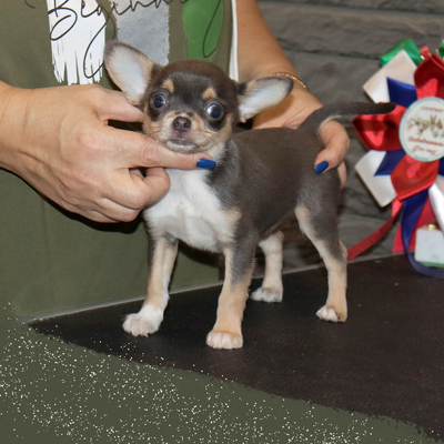 Валентра стар