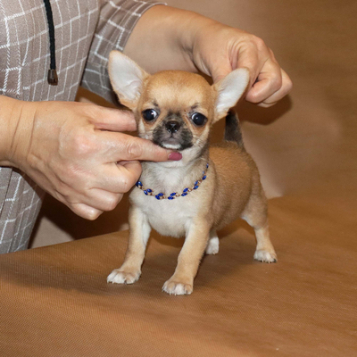 Валентра стар