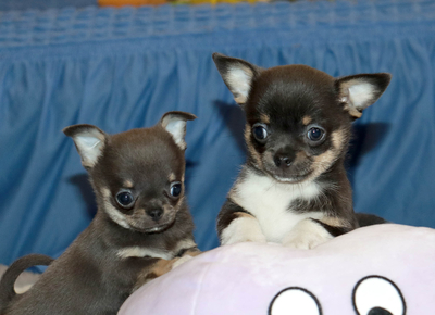 Валентра стар