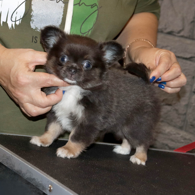 Валентра стар