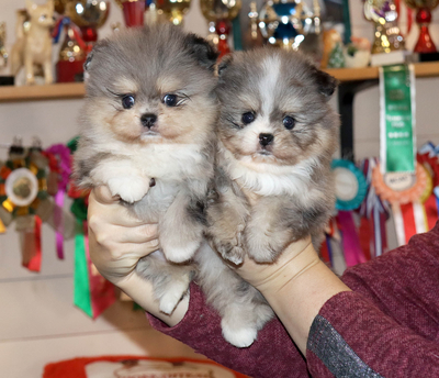 Валентра стар