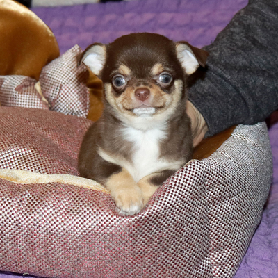 Продается Шоколадный чихуа