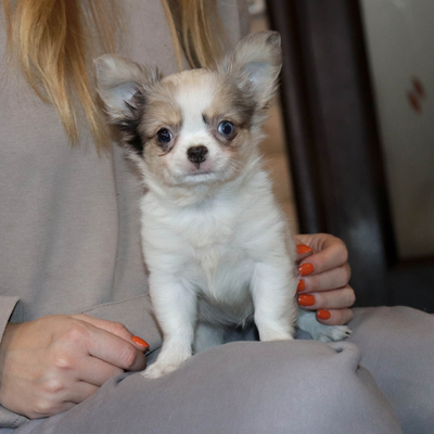 Продается Мраморный чихуахуа