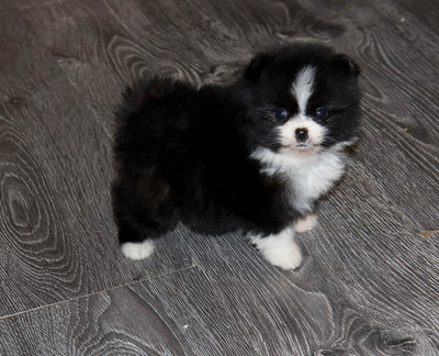 Валентра стар