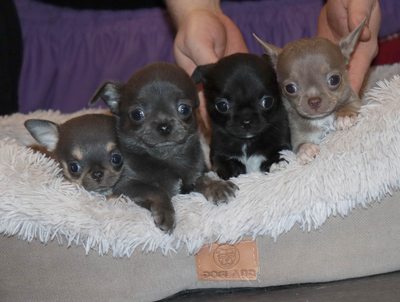 Валентра стар