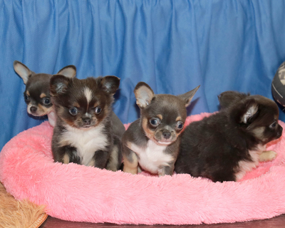 Валентра стар