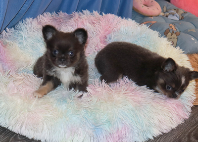 Валентра стар