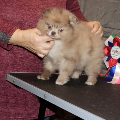 Валентра стар