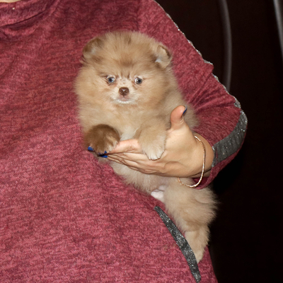 Валентра стар