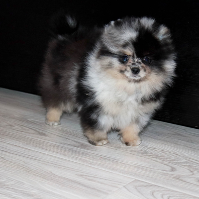 Валентра стар