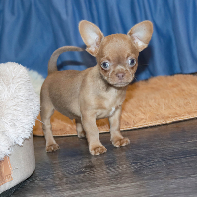 Валентра стар