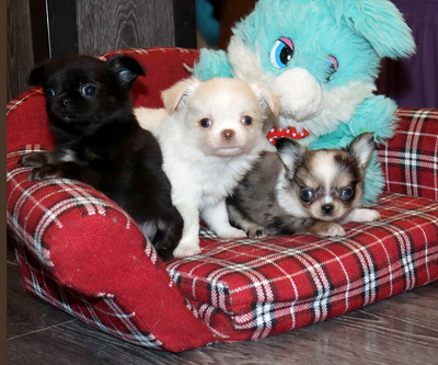 Валентра стар