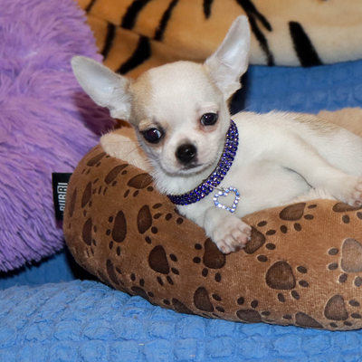 Валентра стар