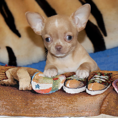 Продается Щенок Чихуахуа