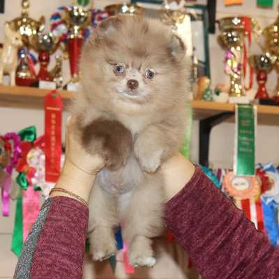 Продается Шоколадный шпиц