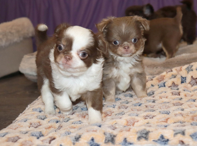 Валентра стар