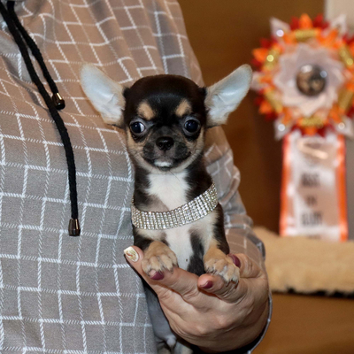 Валентра стар