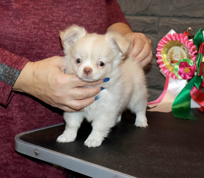 Валентра стар