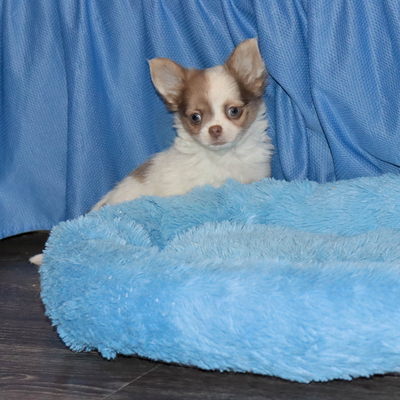 Валентра стар