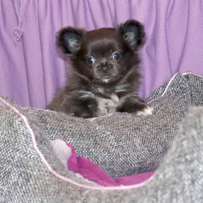 Валентра стар