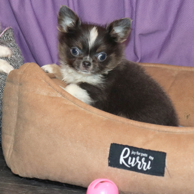 Валентра стар