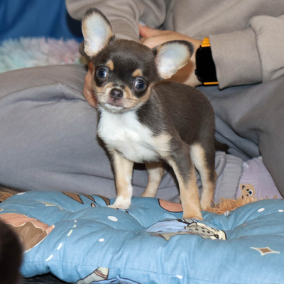 Валентра стар