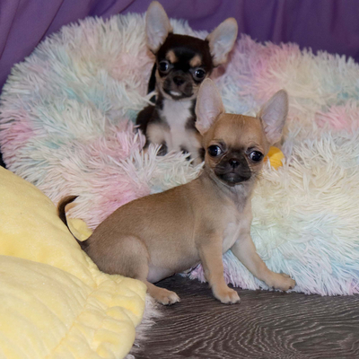 Валентра стар