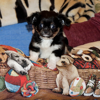 Валентра стар