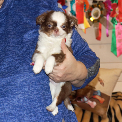 Продается Шоколадный чихуа