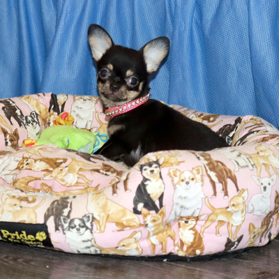 Валентра стар