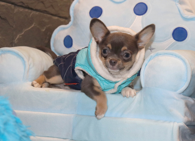 Валентра стар