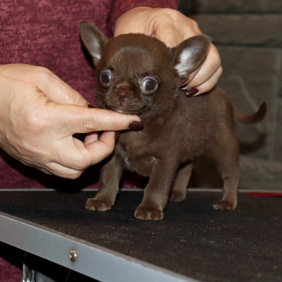 Продается Купить Чихуа в Москве