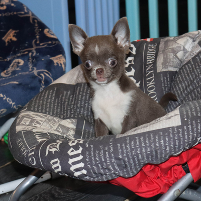 Валентра стар