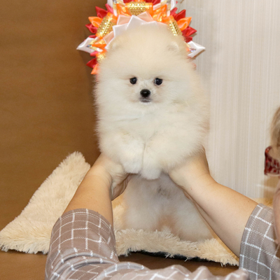 Валентра стар