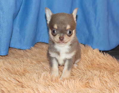 Валентра стар