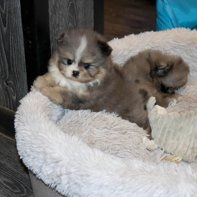 Валентра стар