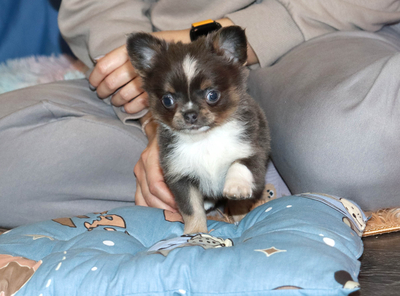 Валентра стар