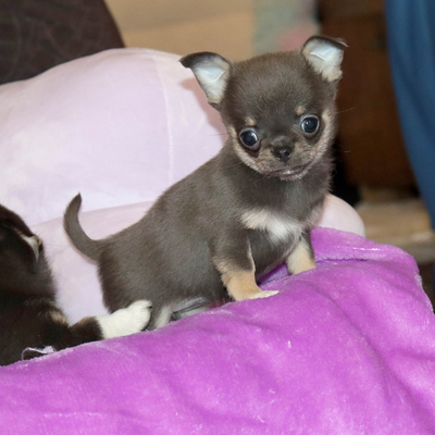 Валентра стар