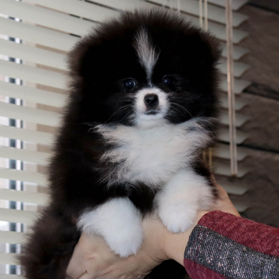 Валентра стар